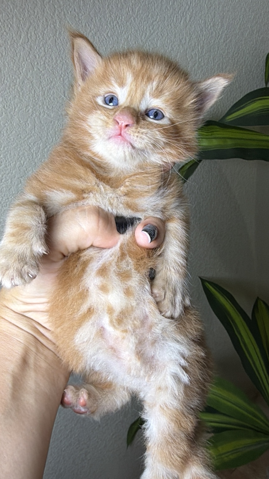 An EliteKingCoon Maine Coon kitten